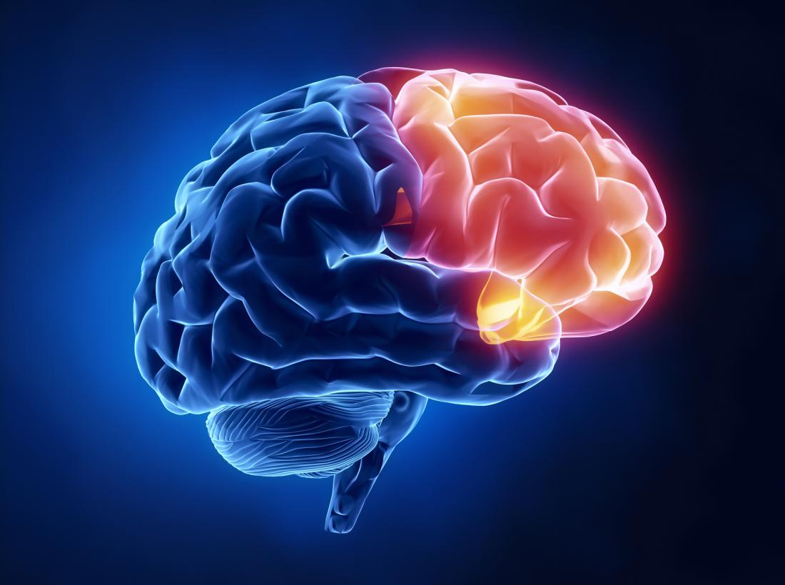 gamer brain - diagram of frontal lobe